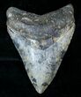 Sharply Serrated Megalodon Tooth - Venice, FL #13324-1